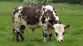 À partir de 6 mois, le bœuf normand sera nourri 100 % à l’herbe. Stéphane Leitenberger À partir de 6 mois, le bœuf normand sera nourri 100 % à l’herbe. Stéphane Leitenberger